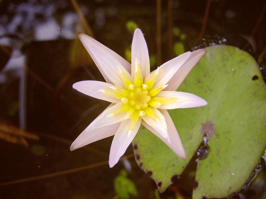 Nymphaea minuta Aug 29 06 outside Image028